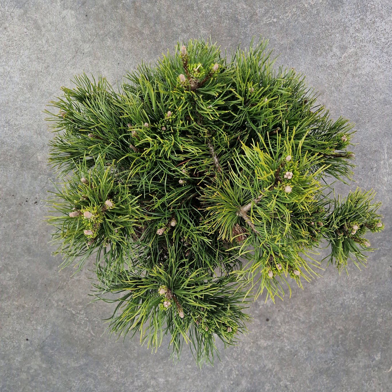 Pinus mugo pumilio - 30-40 CM RB